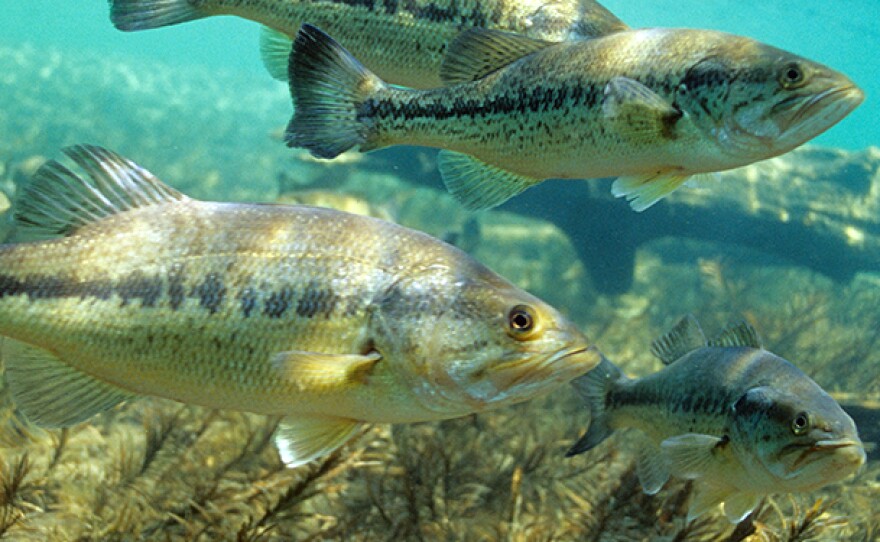 Largemouth bass swim together.