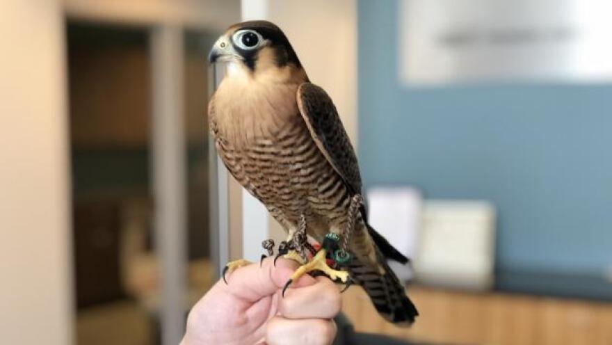 An African red-headed falcon owned by Airborne Wildlife Control Service.