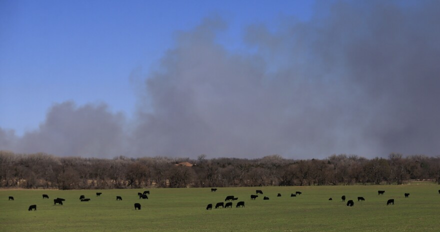 Smoke nestles over a green pasture with cows.