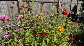 August blooms take center stage in the garden.