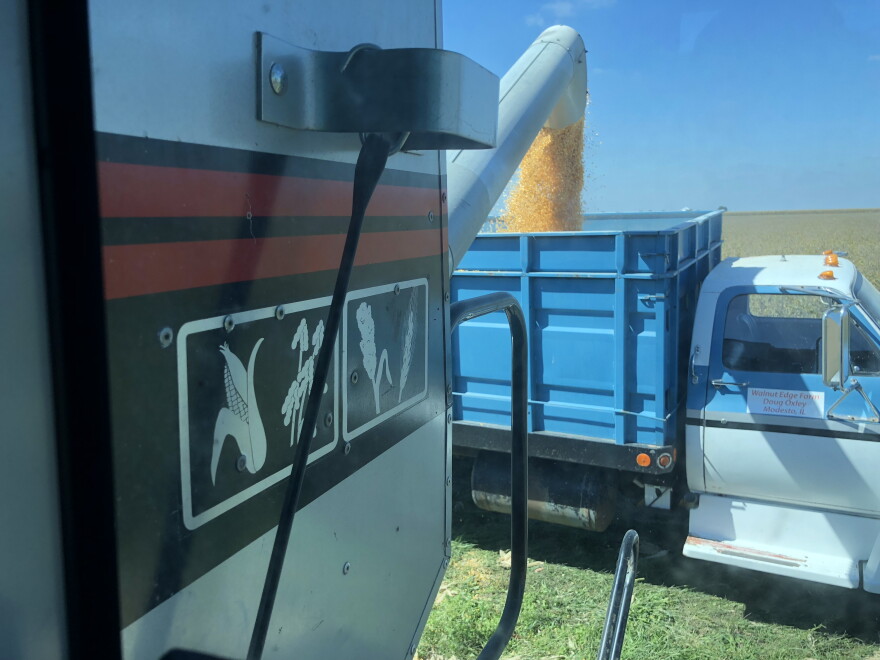 Corn harvesting on the Oxley Family Farm