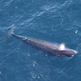 One of two Rice's whales observed by the Southeast Fisheries Science Center in the western Gulf of Mexico during an aerial survey on April 11, 2024. Credit: 