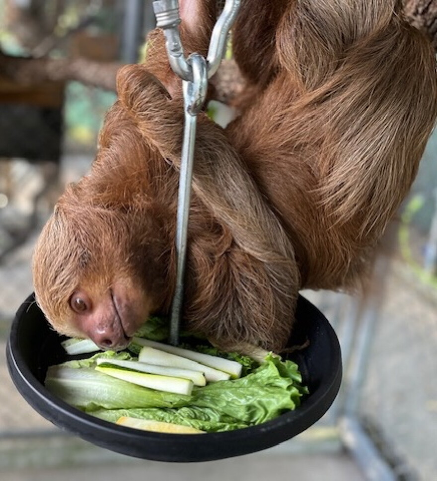 Pearl, one of eight sloths remaining in the care of the Central Florida Zoo & Botanical Gardens in Sanford, enjoys a crunchy green snack.