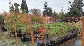 At the Urban Forestry Department’s campus, a nursery holds examples of every tree planted on street-right of ways in Eugene, each with their own distinct characteristics and potential.