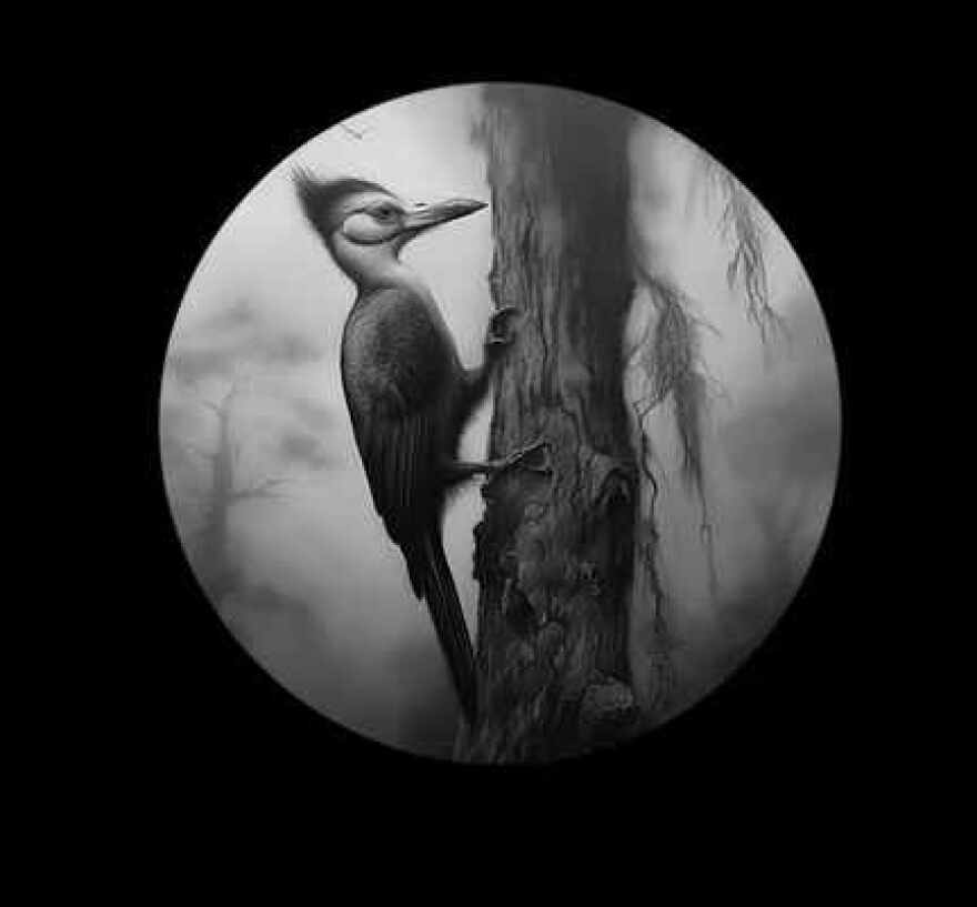 Drawing of ivory-billed woodpecker