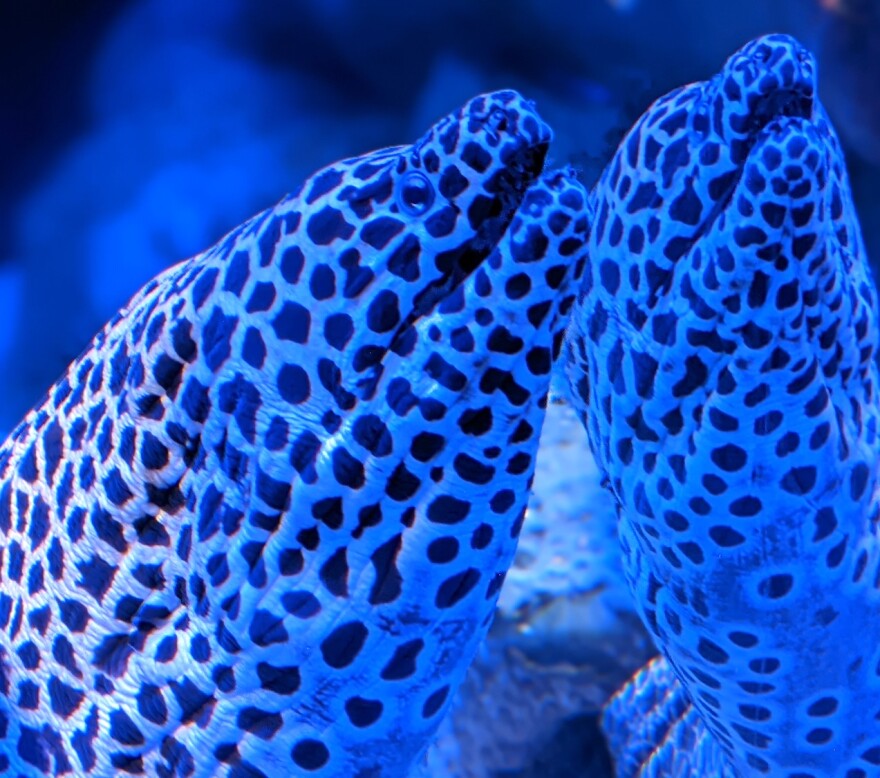 Aquatic entertainers at the world-class Oklahoma Aquarium, Tulsa, Oklahoma