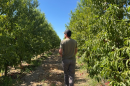 Valley farmer Drew Ketelson walks along his nectarine orchard.