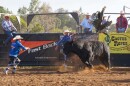 You win some, you lose some. This competitor got tossed from his bull during the daring event last Saturday.