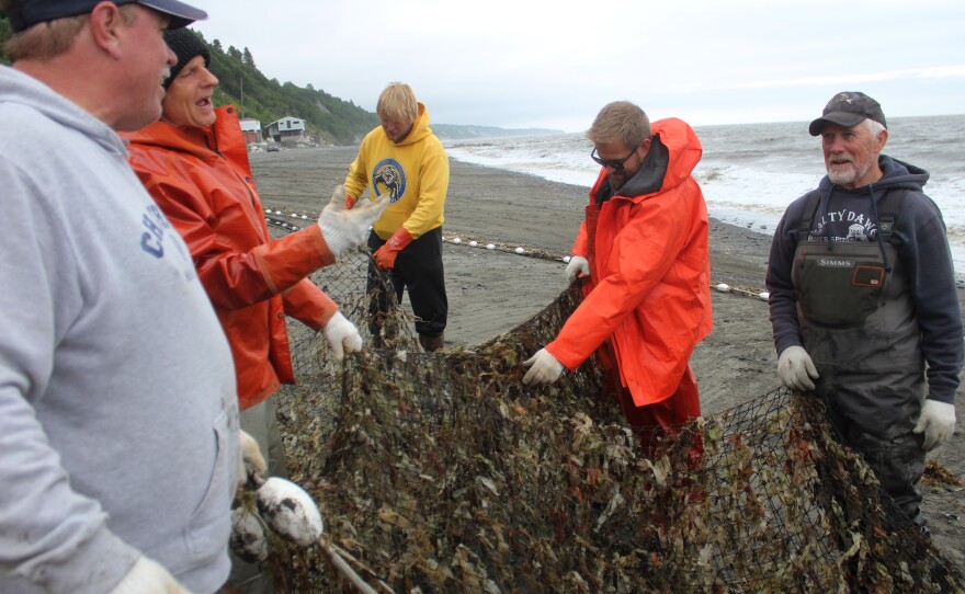 Crews pluck seaweed out of a beach seine net on Wednesday, July 9, 2025 in Clam Gulch, Alaska.