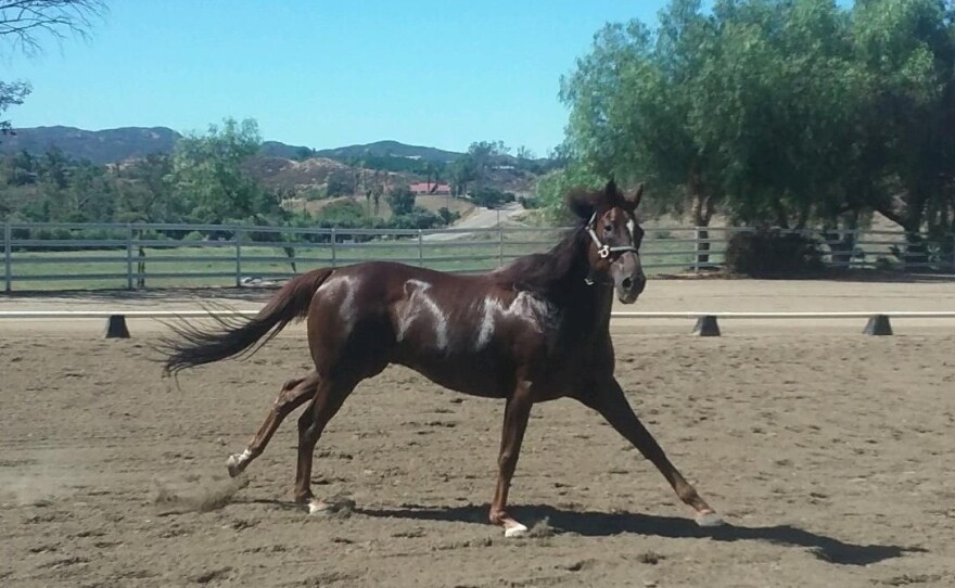 Urgent Envoy trots in a paddock in 2017. Since 2004, when Gail Ruffu took Urgent Envoy from the Hollywood Park stables, the horse's whereabouts have been unknown to all but Ruffu and her confidants.