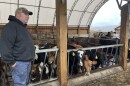 A man stands next to a row of cows.