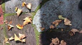 Picture of fallen maple leaves on slate stones