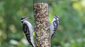 Two birds eating out of a bird feeder