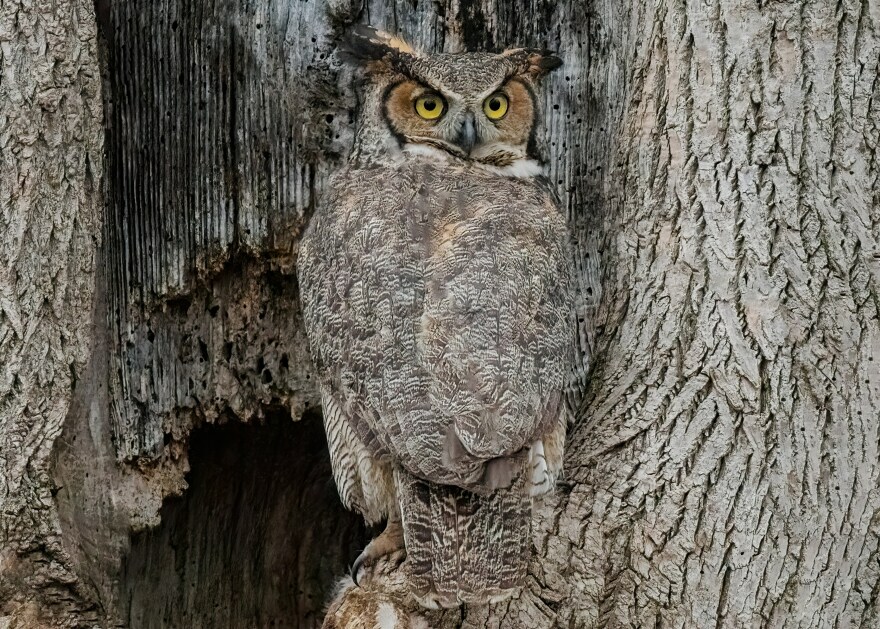 Great horned owl