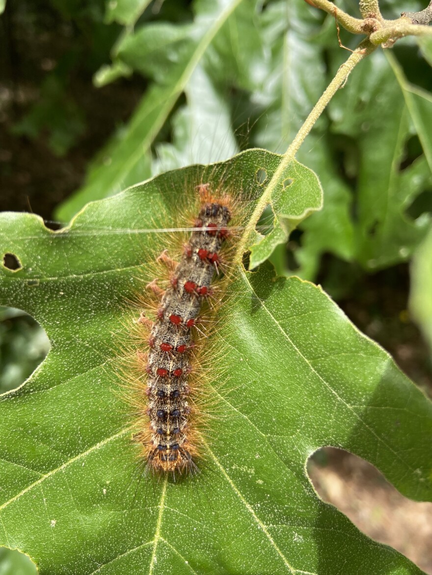 A spongy moth crawling across a leaf.