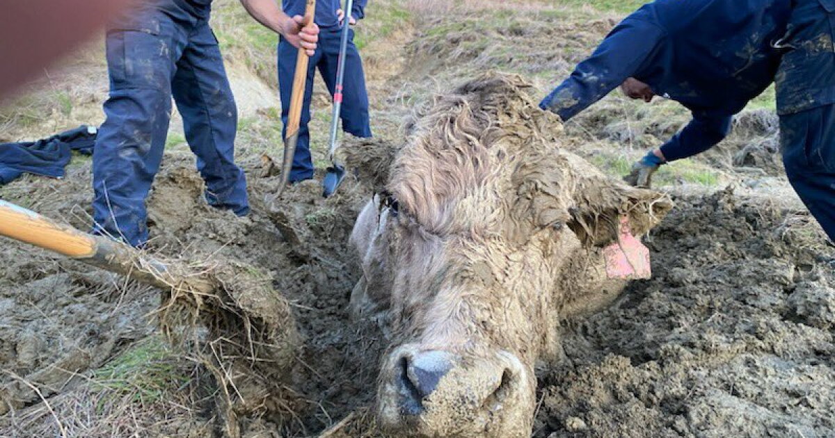 Moo! Santa Barbara County firefighters rescue cow stuck up to its neck ...