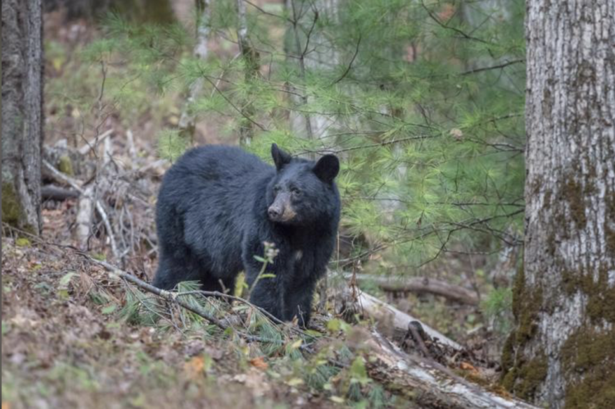 Black bears are typically associated with forest and mountainous habitats, but were once abundant throughout the southeast, including in the Mississippi Alluvial Valley and the Atchafalaya Basin.