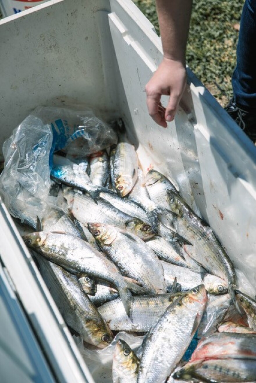 Some shad that are not for public consumption.