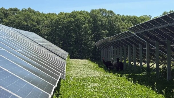 Alpacas grazing under the solar array.