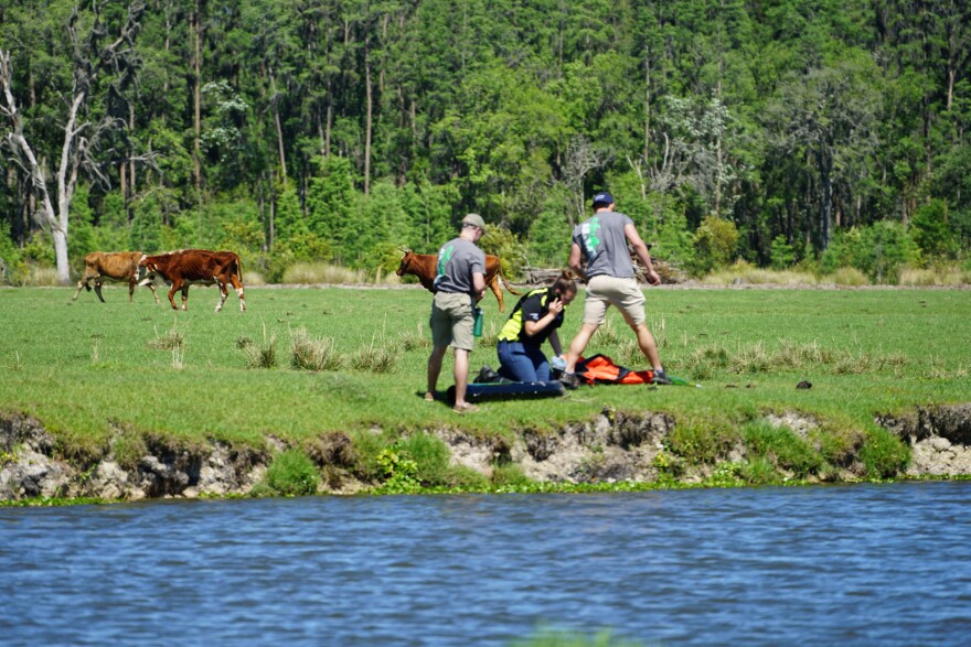 Students looking at a damaged rocket by a small pond while cows and bulls stand in the background.