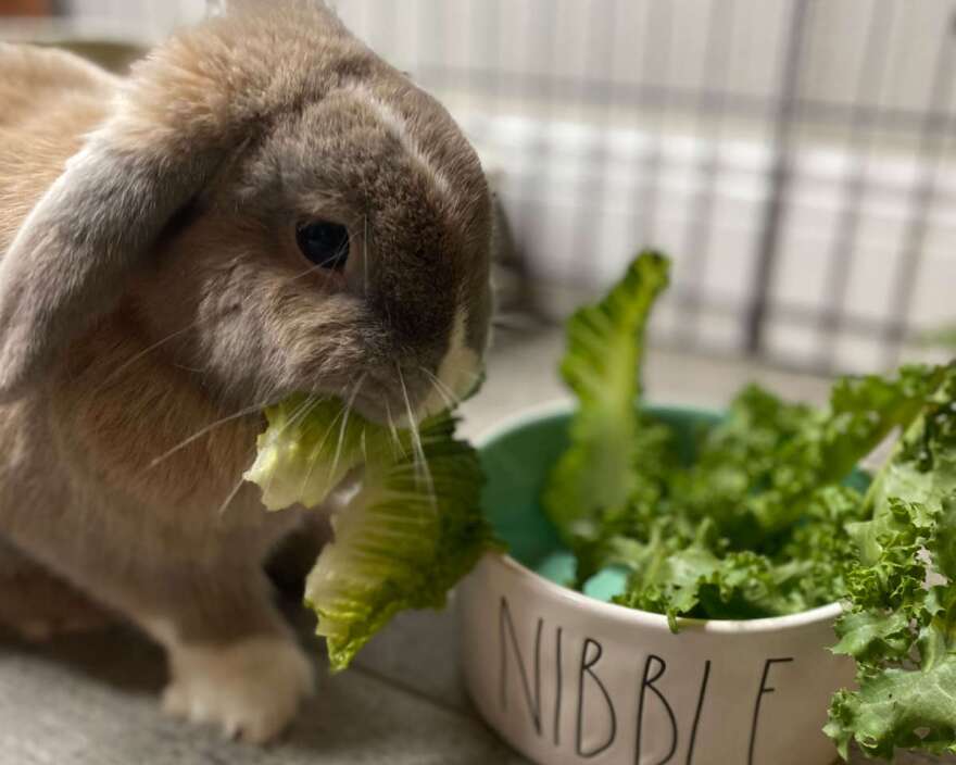 Photo courtesy of Denika Robbins, Orlando Rabbit Care and Adoptions