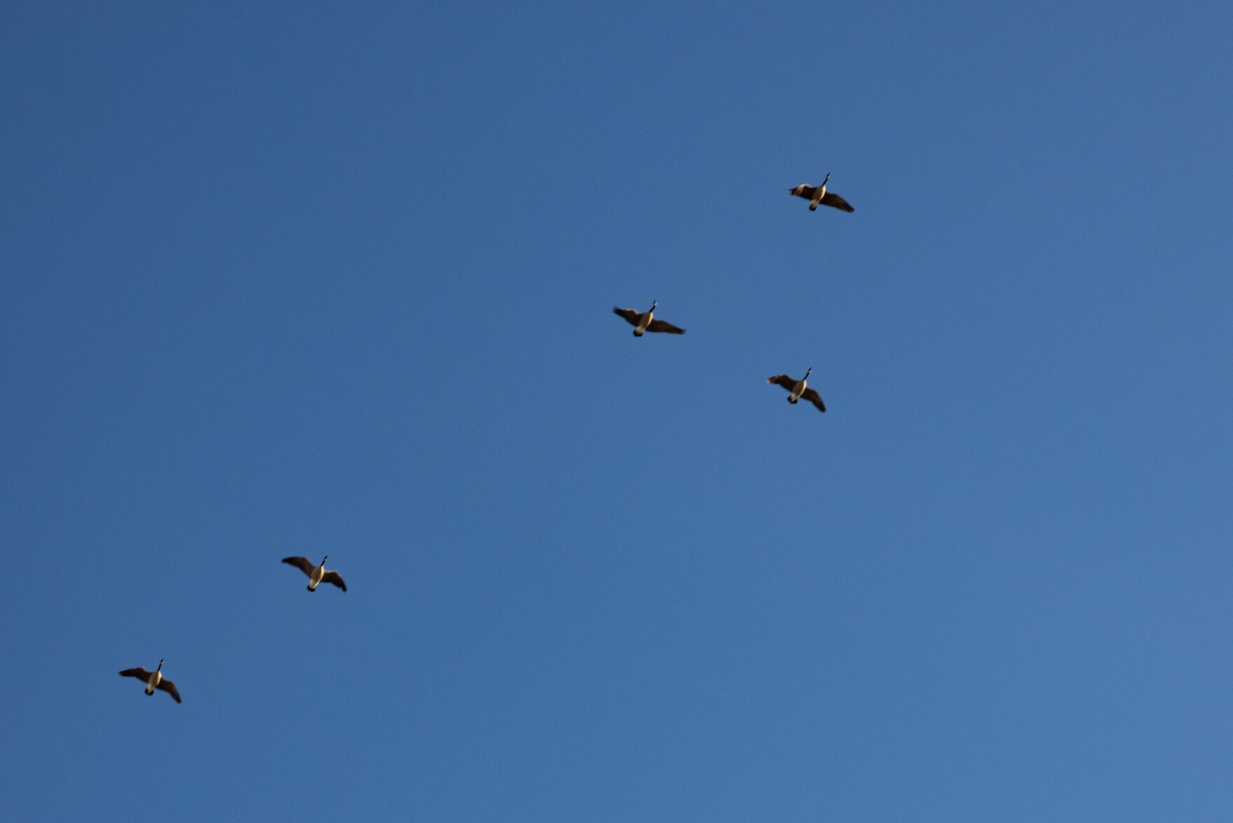 Geese In Kansas Some migrating geese in Kansas are carrying the bird flu. Here’s what ...