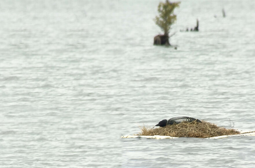  A Common Loon hunkered down on a nest built on a platform.

PC: Damon McCormick, 