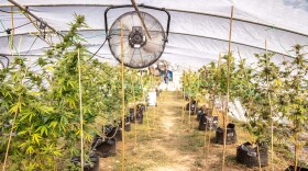 Outdoor hemp grow. Photo courtesy of Chester Cannabis Co.