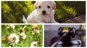A puppy, a gavel and honeybees.