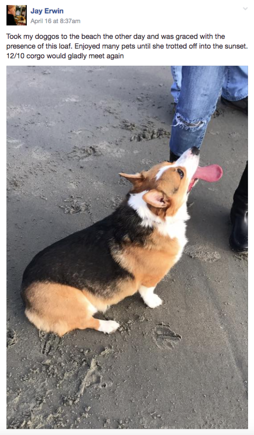 "Loaf" is used to describe the Corgi in this post.