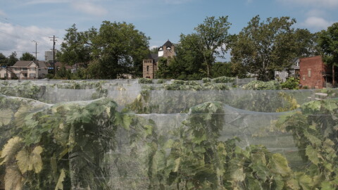 View of the Vineyards at Château Hough Vineyards and Winery in Cleveland, Ohio. Wednesday, August 19, 2026. Matthew Chasney for Ideastream Public Media.