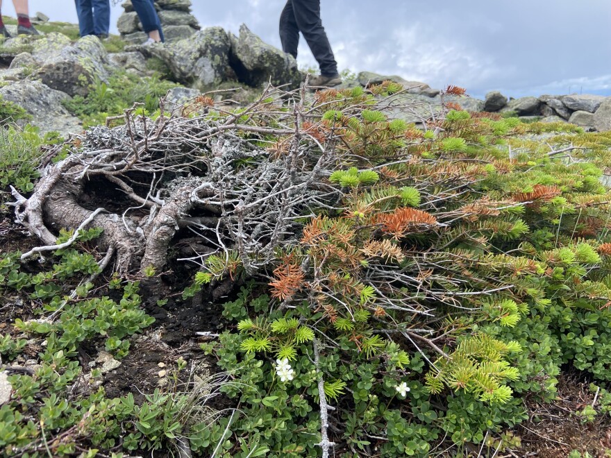 Chris Martin was struck by this mat of fir, figuring it is probably a 50-100 years old but not more than a foot high.