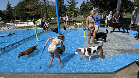 Billings' Rose Park Pool's dog day