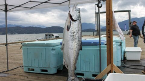 A king salmon weighs in at Auke Nu Cove in Juneau on Saturday, Aug. 13, 2022.