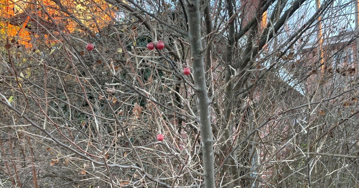 Cooking with autumn olives or kudzu during Thanksgiving may help protect the environment