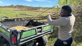 Joshua Asiamah loads harvested stalks of hemp onto an all-terrain vehicle to be hauled away and studied at Lincoln University in Jefferson City, Missouri.