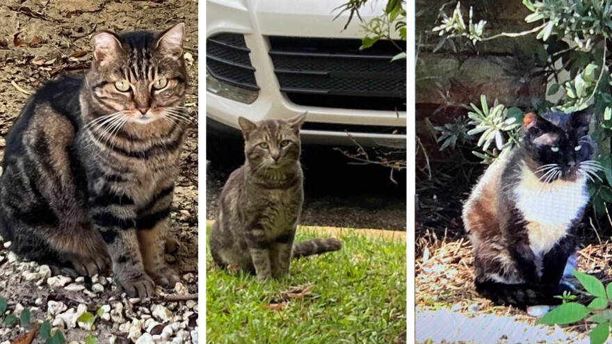 Some of the campus cats.