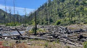 A river makes its way through a crisscross of downed logs