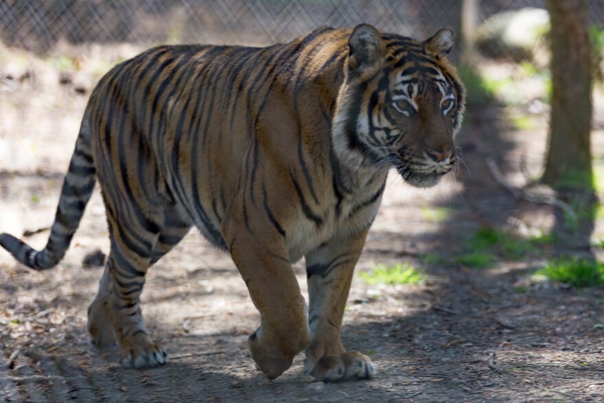 The tigers will stay at the Pittsboro sanctuary until the department finds them permanent homes.