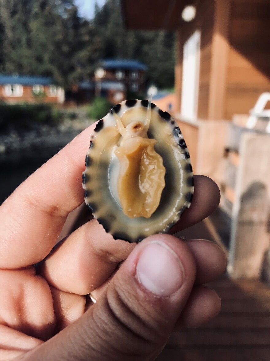 The underside of a Pacific plate limpet. Shelby Bacus studied the effects of ocean acidification and warming on the limpets’ stress levels.