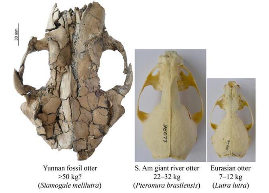 A comparison of the cranium size of the newly discovered ancient otter with other otter species.