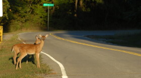 Two deer fawns stand dangerously close to the road.