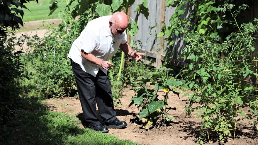 An older man, dressed in a short-sleeve button-down shirt and black pants, stoops over to examine a plant. He is in a backyard garden, with several plants on trellises in a row.