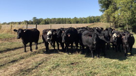 Cattle are a source of greenhouse gases, and experts say making subtle changes to one's diet can have an impact.