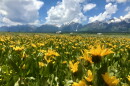 A field of yellow arrowleaf balsamroot flowers in the foreground, with cars and the Teton mountains in the background.