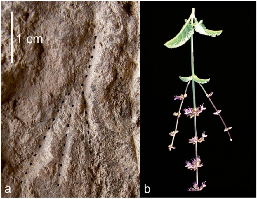 On the left, impressions of flowering stems in a grave. On the right, flowering stems of Salvia judaica, presented in the same scale and orientation as the impressions in the grave.