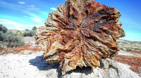 Petrified Tree Stump