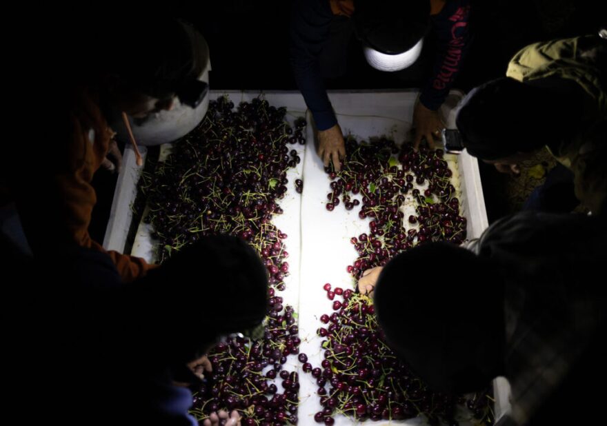 Trabajadores seleccionan cerezas defectuosas de un contenedor a primera hora de la mañana en un huerto propiedad de Allan Brothers Fruit el miércoles 16 de julio de 2025, en Tieton, Washington.