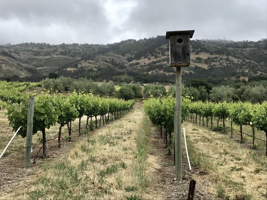 A nesting box for barn owls in a California vineyard. Cal Poly Humboldt research reveals that barn owns can reduce rodent populations in vineyards by up to 52% as well as changing the behaviors of rodents due to fear.