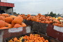 Uncle Johnson's Cider Mill's pumpkin harvest for sale